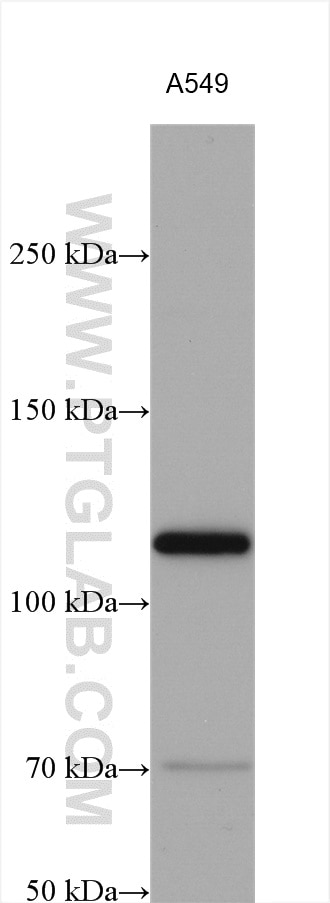 Western Blot (WB) analysis of various lysates using AFAP1L2 Polyclonal antibody (17183-1-AP)