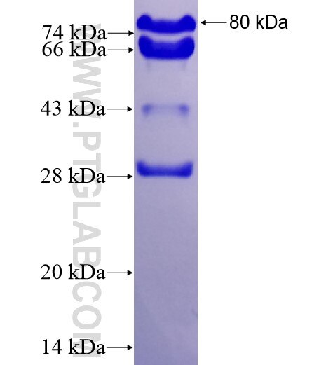 AFAP1L2 fusion protein Ag10966 SDS-PAGE