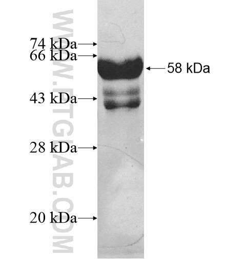 AFAP1L2 fusion protein Ag11250 SDS-PAGE