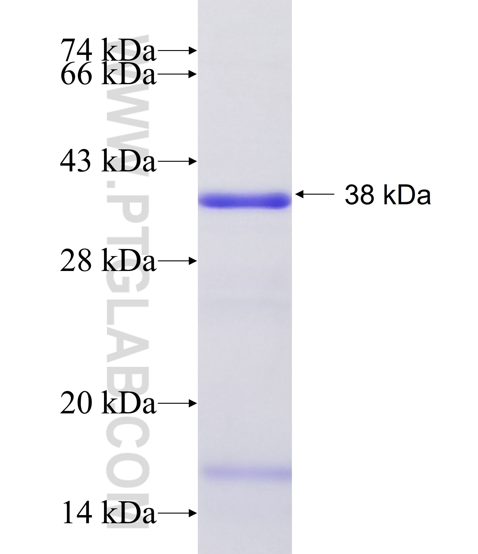 AFF1 fusion protein Ag34482 SDS-PAGE
