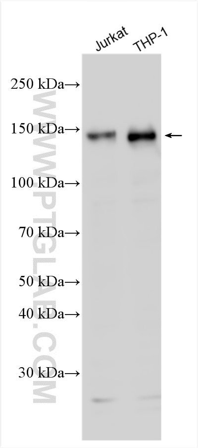 Western Blot (WB) analysis of various lysates using AFF4 Polyclonal antibody (13197-1-AP)