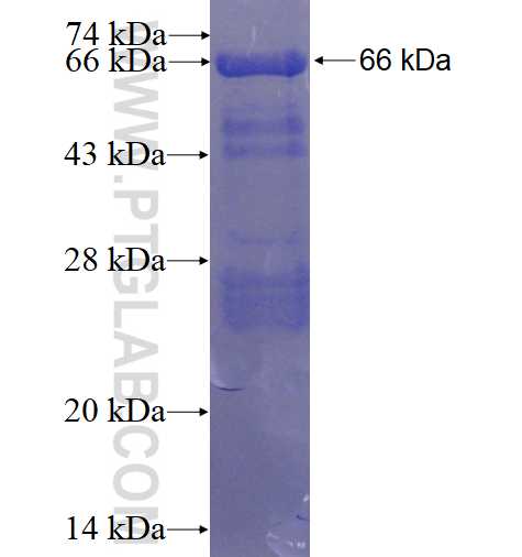 AFF4 fusion protein Ag3931 SDS-PAGE