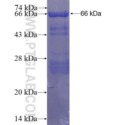 AFF4 fusion protein Ag3931 SDS-PAGE