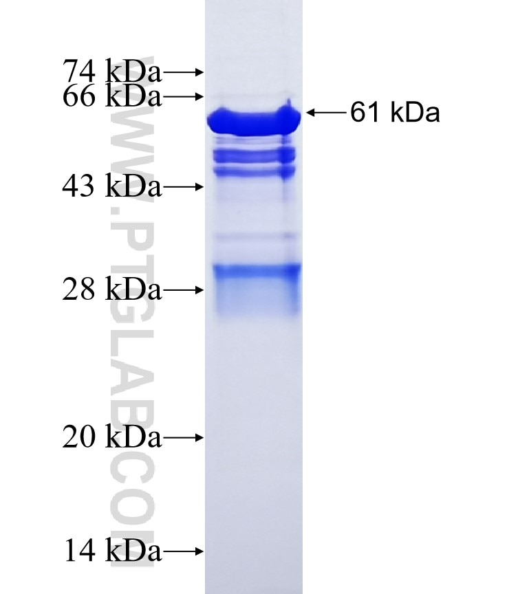 AFF4 fusion protein Ag6336 SDS-PAGE