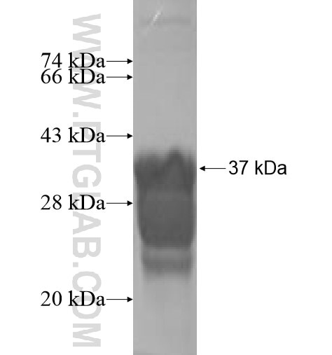 AFG3L1 fusion protein Ag10134 SDS-PAGE AFG3L1 fusion protein Ag10134 SDS-PAGE