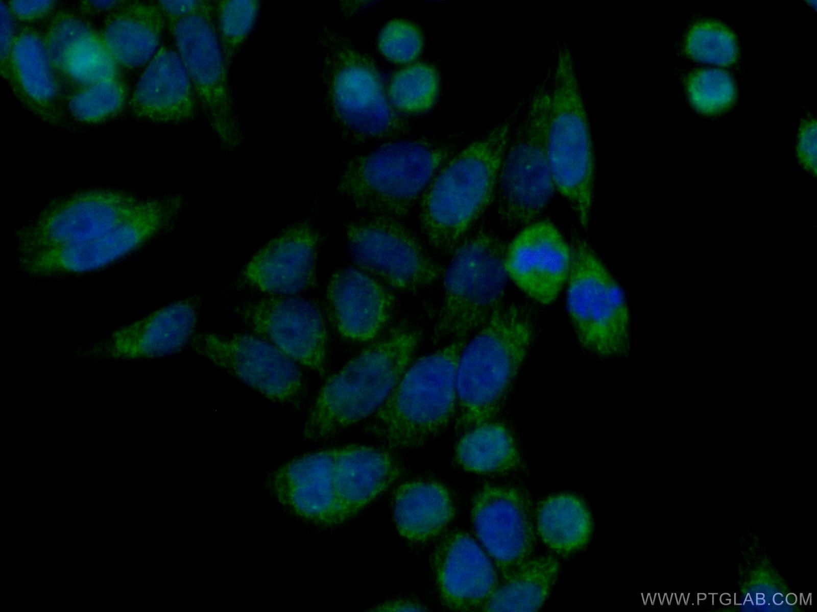 Immunofluorescence (IF) / fluorescent staining of HeLa cells using AFG3L2 Polyclonal antibody (14631-1-AP)