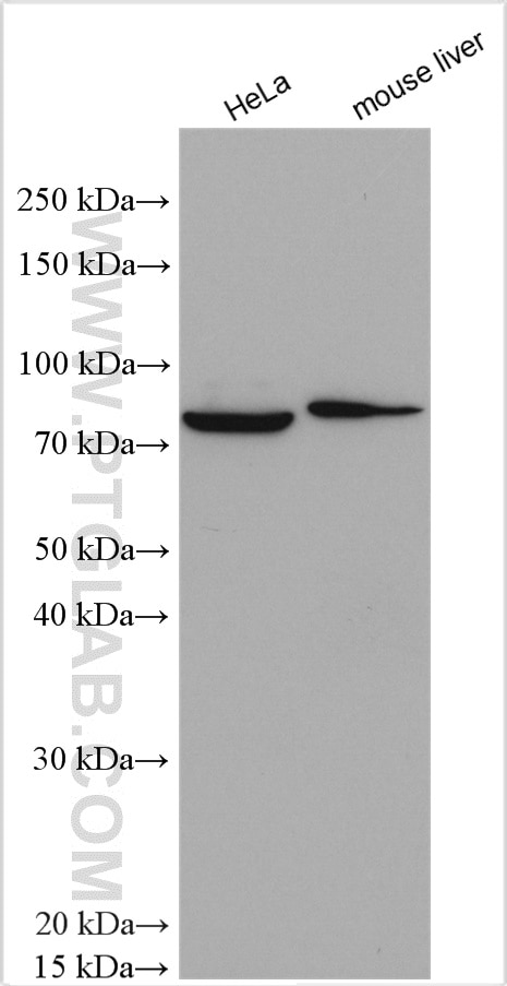 Western Blot (WB) analysis of various lysates using AFG3L2 Polyclonal antibody (14631-1-AP)