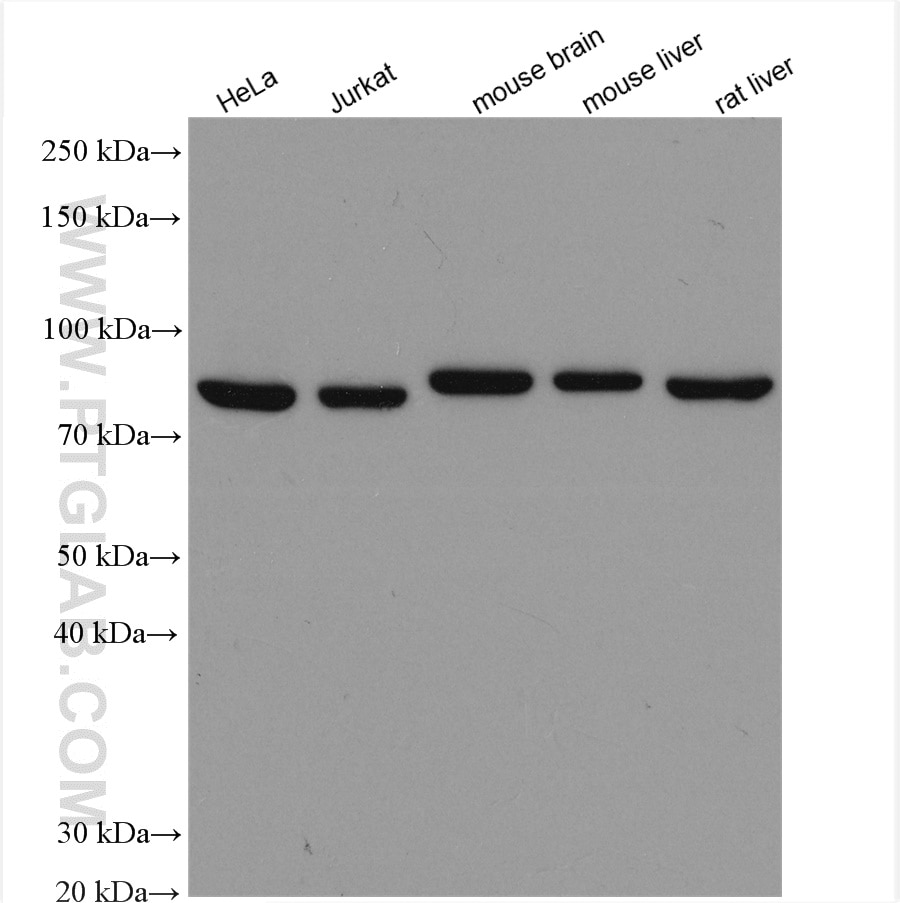 Western Blot (WB) analysis of various lysates using AFG3L2 Polyclonal antibody (14631-1-AP)