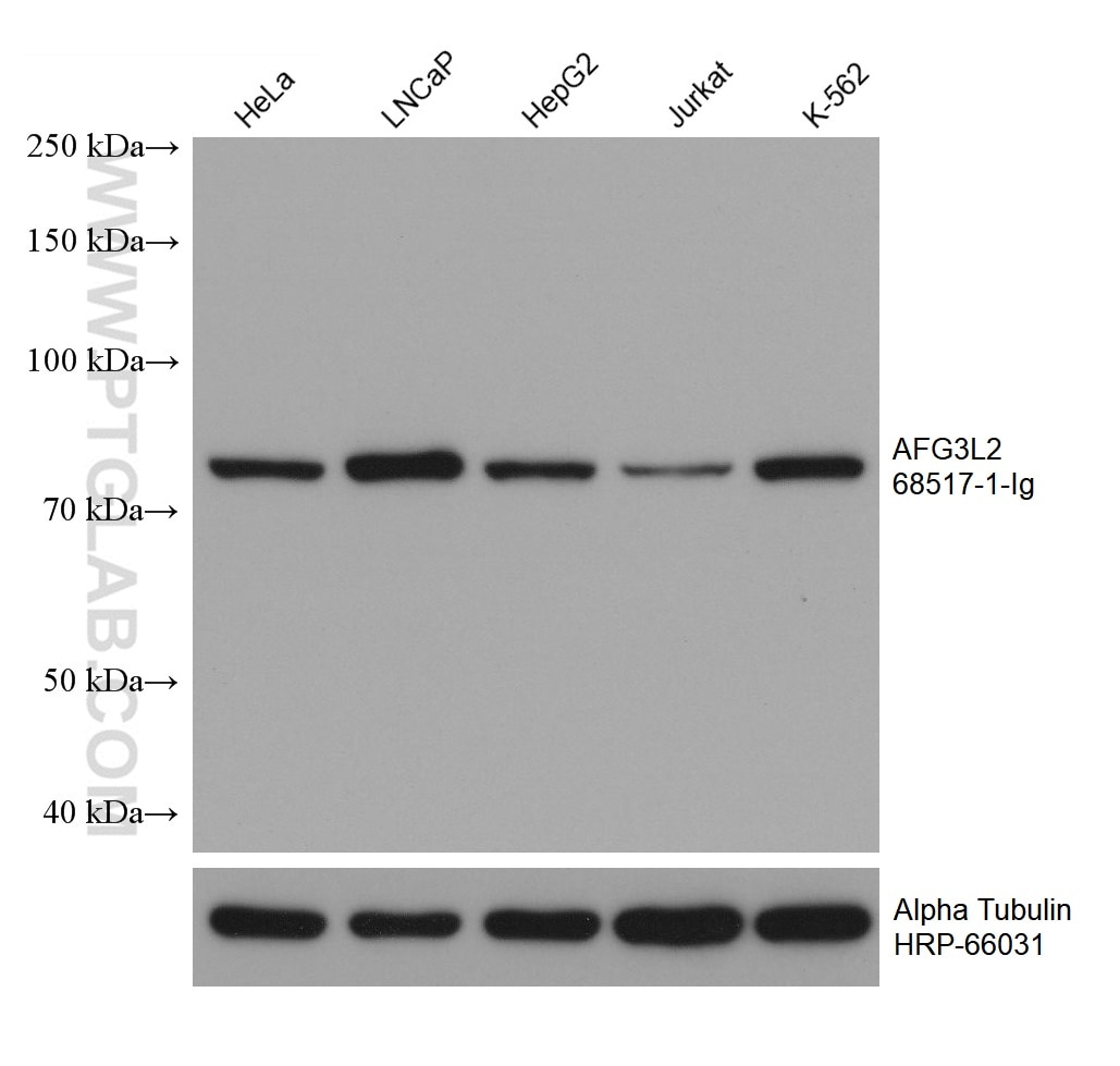 Western Blot (WB) analysis of various lysates using AFG3L2 Monoclonal antibody (68517-1-Ig)