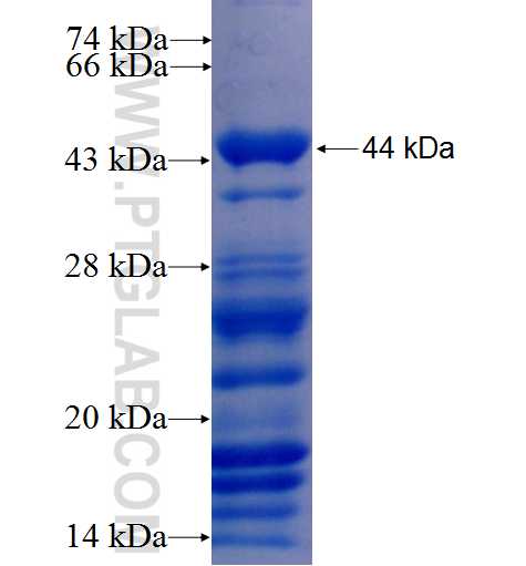AFG3L2 fusion protein Ag7180 SDS-PAGE