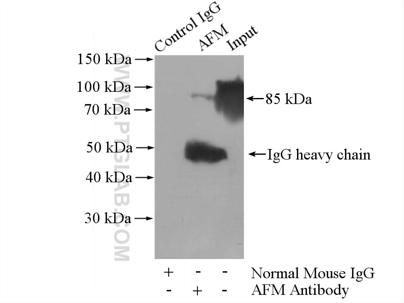 Immunoprecipitation (IP) experiment of human plasma using AFM Monoclonal antibody (66113-1-Ig)