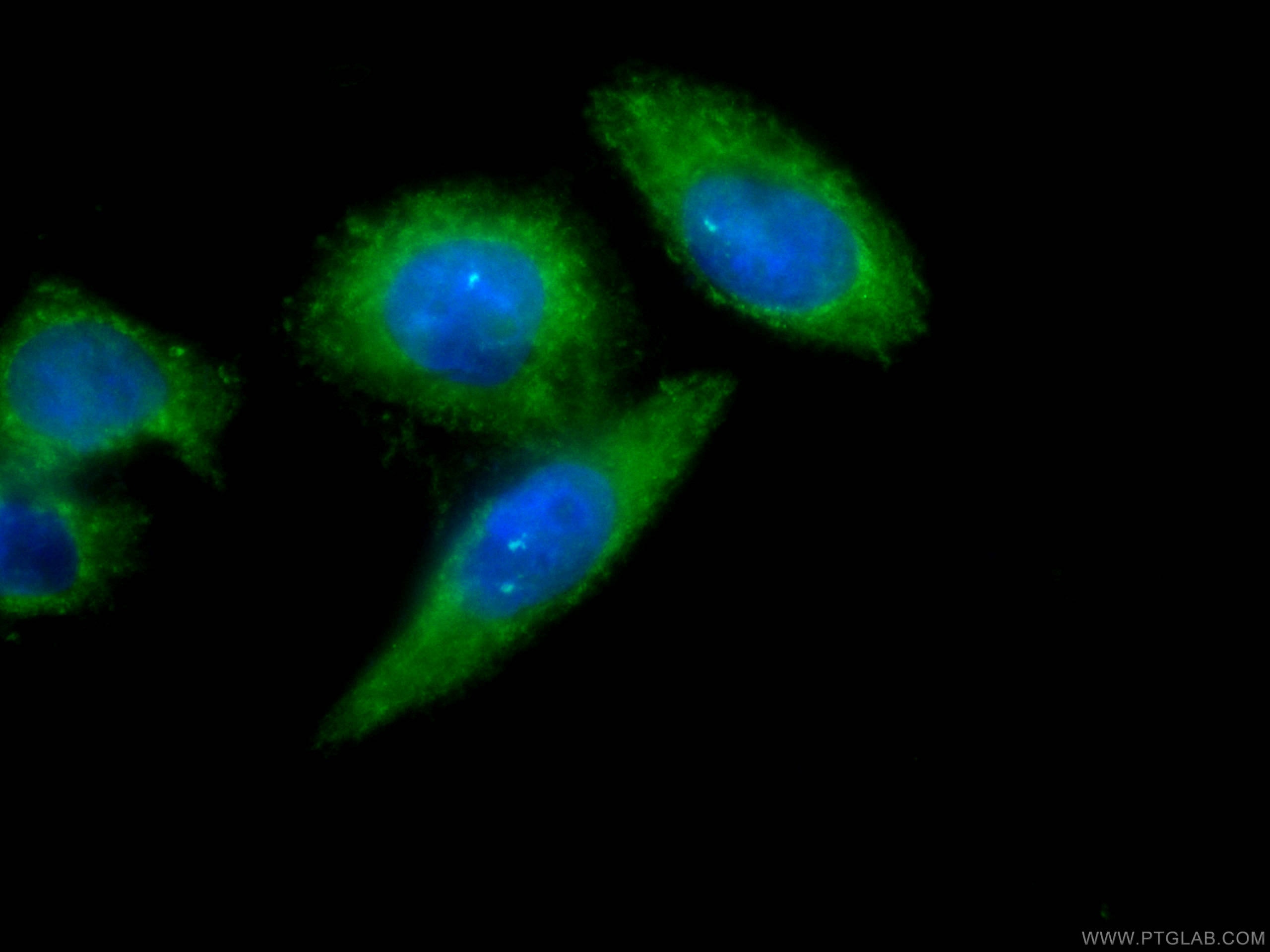 Immunofluorescence (IF) / fluorescent staining of HeLa cells using CoraLite® Plus 488-conjugated AFM Monoclonal antib (CL488-66113)