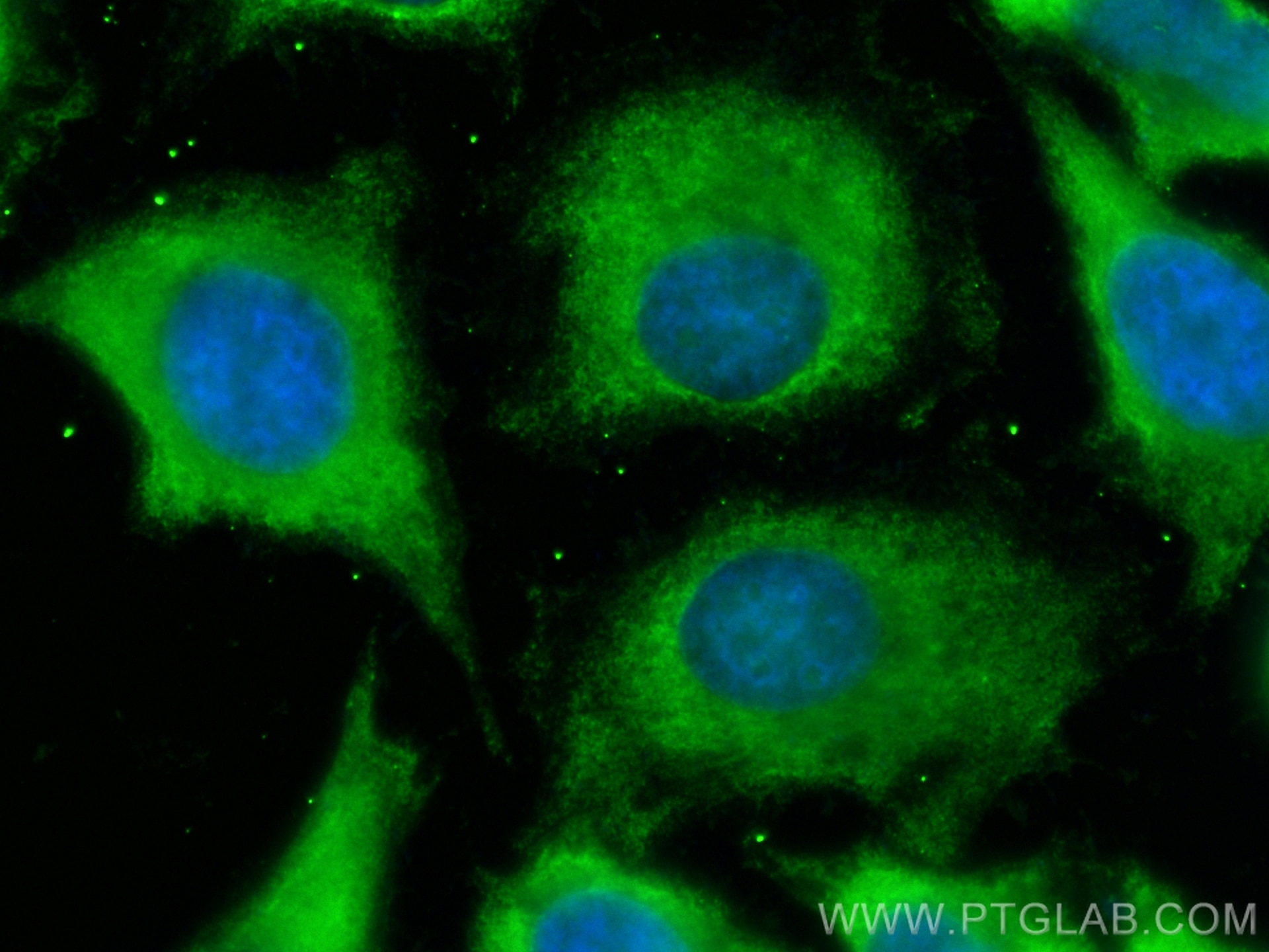 Immunofluorescence (IF) / fluorescent staining of HeLa cells using CoraLite® Plus 488-conjugated AFM Monoclonal antib (CL488-66113)