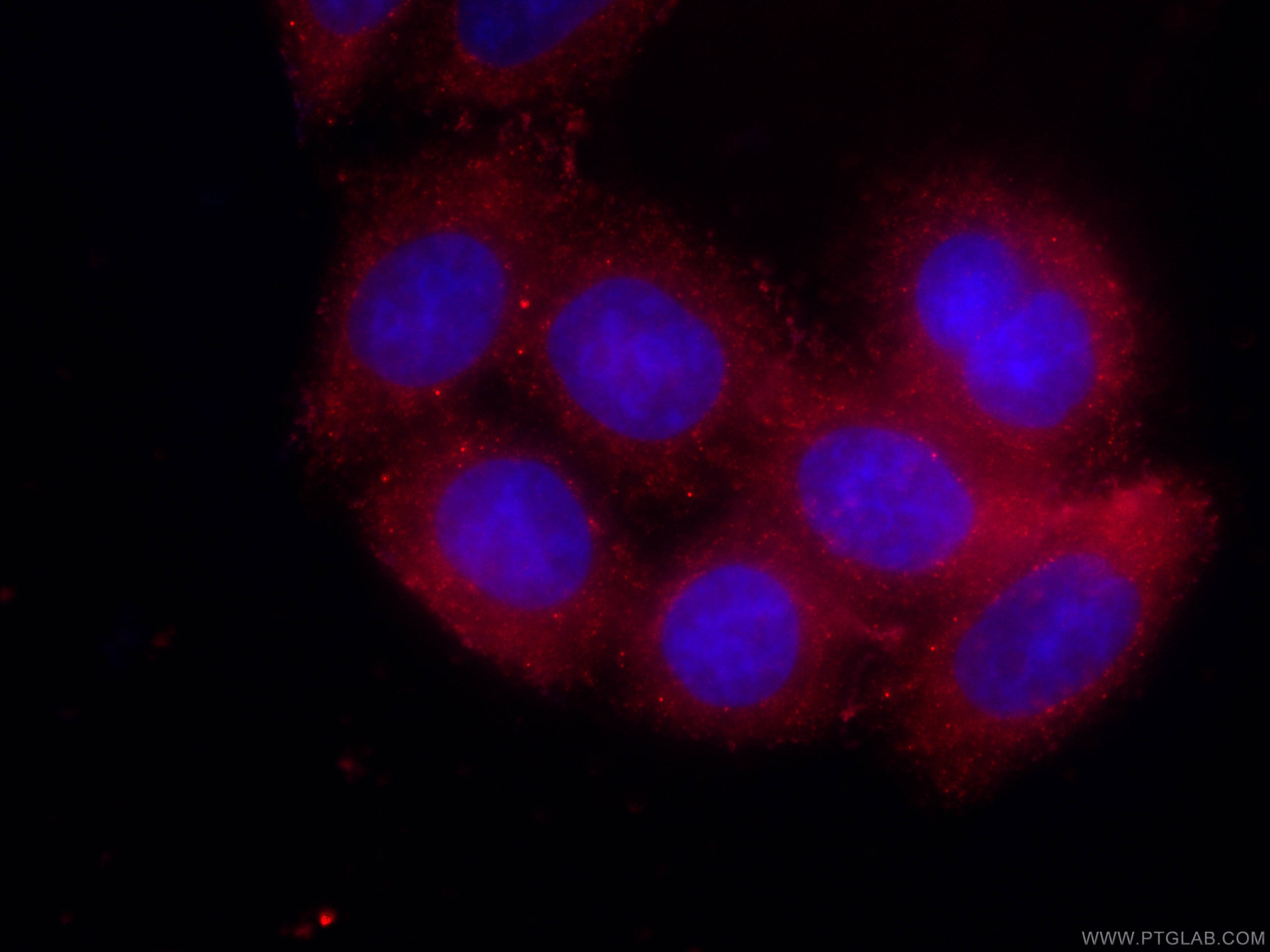 Immunofluorescence (IF) / fluorescent staining of HeLa cells using CoraLite®594-conjugated AFM Monoclonal antibody (CL594-66113)