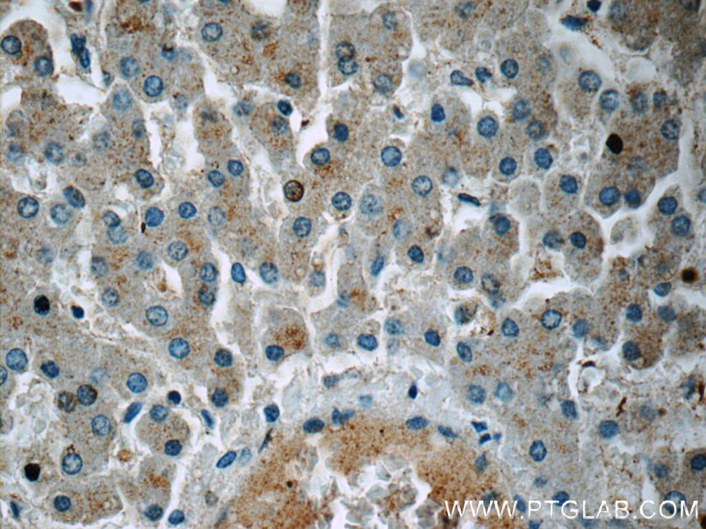 AFMID Polyclonal antibody