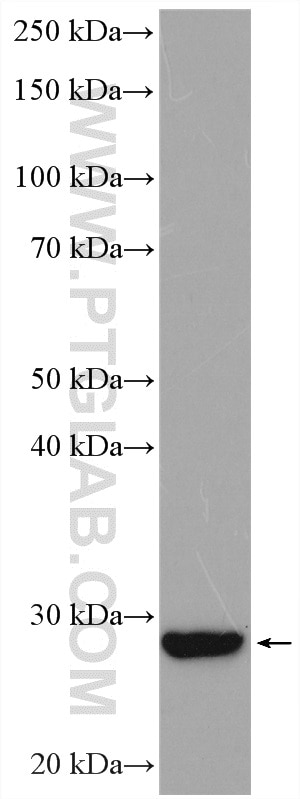 Western Blot (WB) analysis of mouse kidney tissue using AFMID Polyclonal antibody (19522-1-AP)