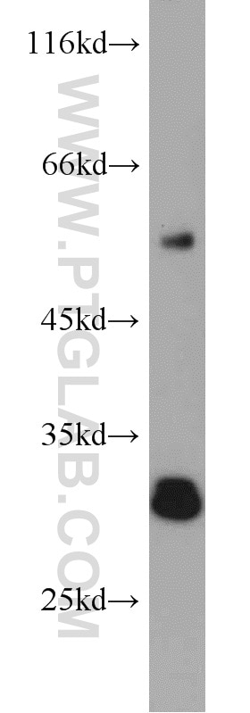 Western Blot (WB) analysis of mouse liver tissue using AFMID Polyclonal antibody (19522-1-AP)