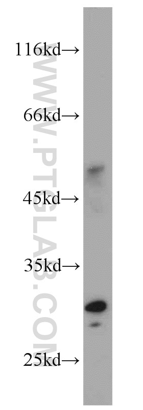 Western Blot (WB) analysis of human liver tissue using AFMID Polyclonal antibody (19522-1-AP)