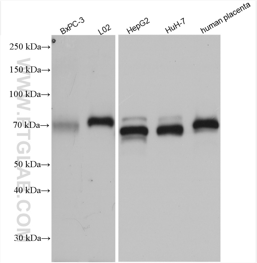Western Blot (WB) analysis of BxPC-3 cells using AFP Polyclonal antibody (14550-1-AP)