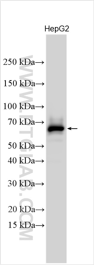 Western Blot (WB) analysis of various lysates using AFP Polyclonal antibody (32214-1-AP)