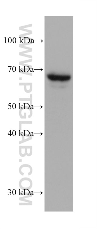 Western Blot (WB) analysis of HepG2 cells using AFP Monoclonal antibody (67852-1-Ig)