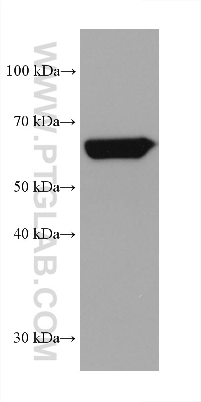 Western Blot (WB) analysis of human testis tissue using AFP Monoclonal antibody (67852-1-Ig)
