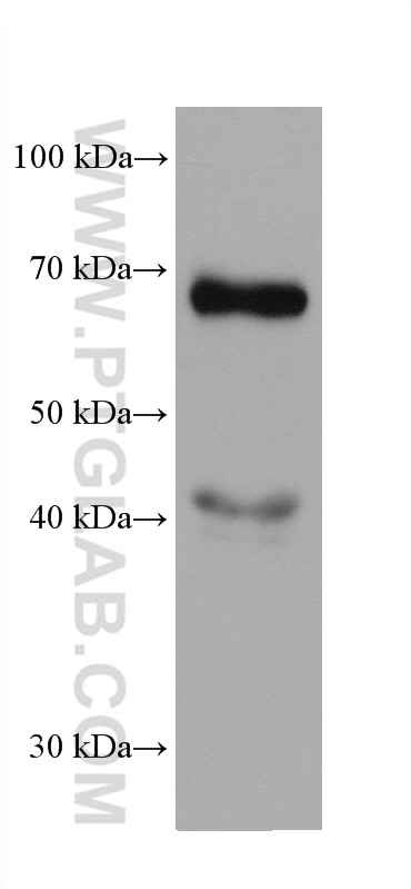 Western Blot (WB) analysis of HuH-7 cells using AFP Monoclonal antibody (67852-1-Ig)