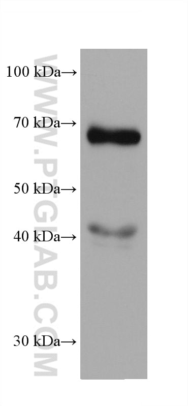 WB analysis of HuH-7 using 67852-1-Ig