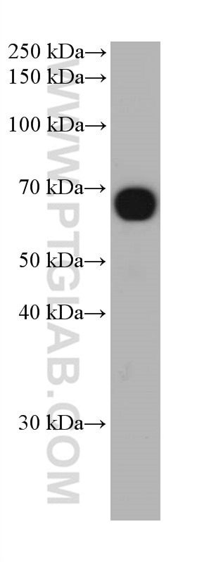 Western Blot (WB) analysis of human placenta tissue using AFP Monoclonal antibody (67852-1-Ig)