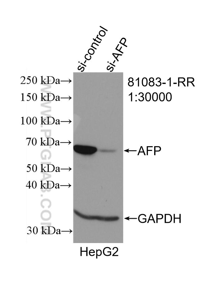 WB analysis of HepG2 using 81083-1-RR