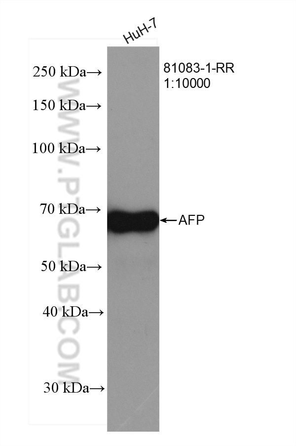 Western Blot (WB) analysis of HuH-7 cells using AFP Recombinant antibody (81083-1-RR)