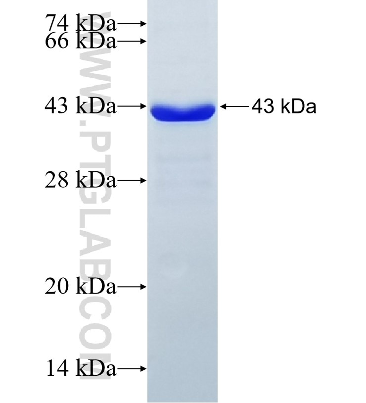 AFP fusion protein Ag6089 SDS-PAGE