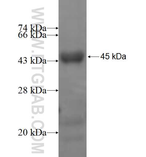 AGAP1,CENTG2 fusion protein Ag6846 SDS-PAGE