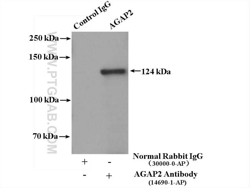 Immunoprecipitation (IP) experiment of mouse brain tissue using AGAP2 Polyclonal antibody (14690-1-AP)