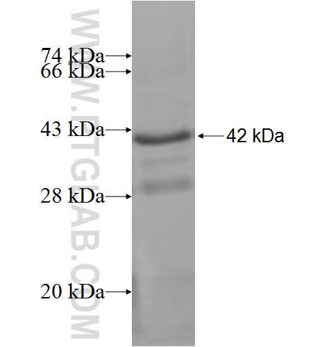 AGAP2 fusion protein Ag6142 SDS-PAGE