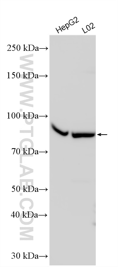 Western Blot (WB) analysis of various lysates using AGAP3 Polyclonal antibody (27681-1-AP)