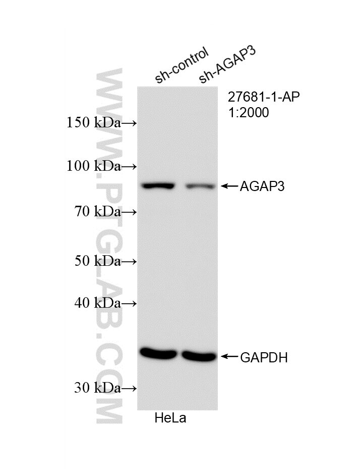 WB analysis of HepG2 using 27681-1-AP (same clone as 27681-1-PBS) Western Blot (WB) analysis of HepG2 cells using AGAP3 Polyclonal antibody (27681-1-AP)