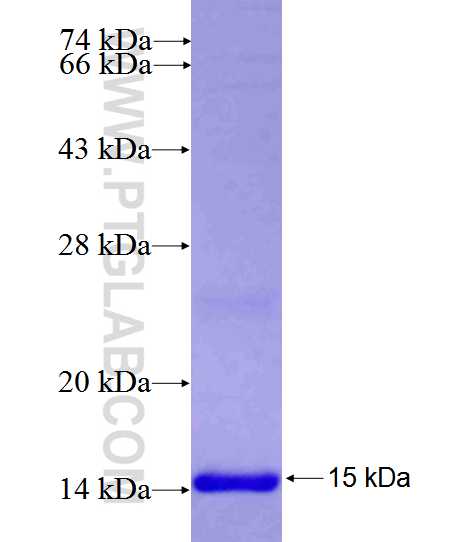 AGAP3 fusion protein Ag26671 SDS-PAGE