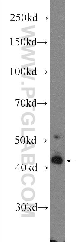 AGER Polyclonal antibody