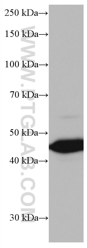 Western Blot (WB) analysis of pig lung tissue using AGER Monoclonal antibody (66833-1-Ig)