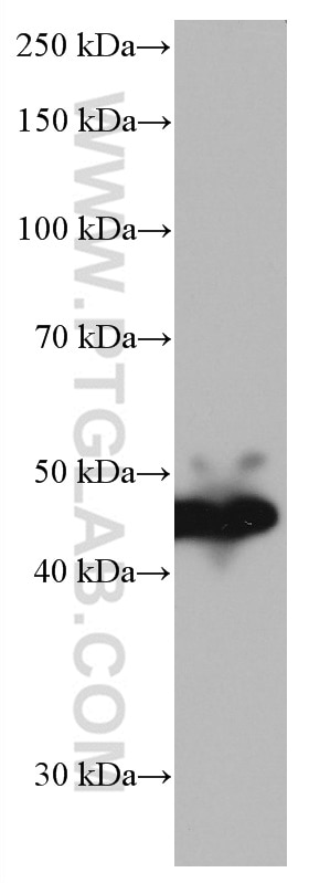 Western Blot (WB) analysis of rat lung tissue using AGER Monoclonal antibody (66833-1-Ig)