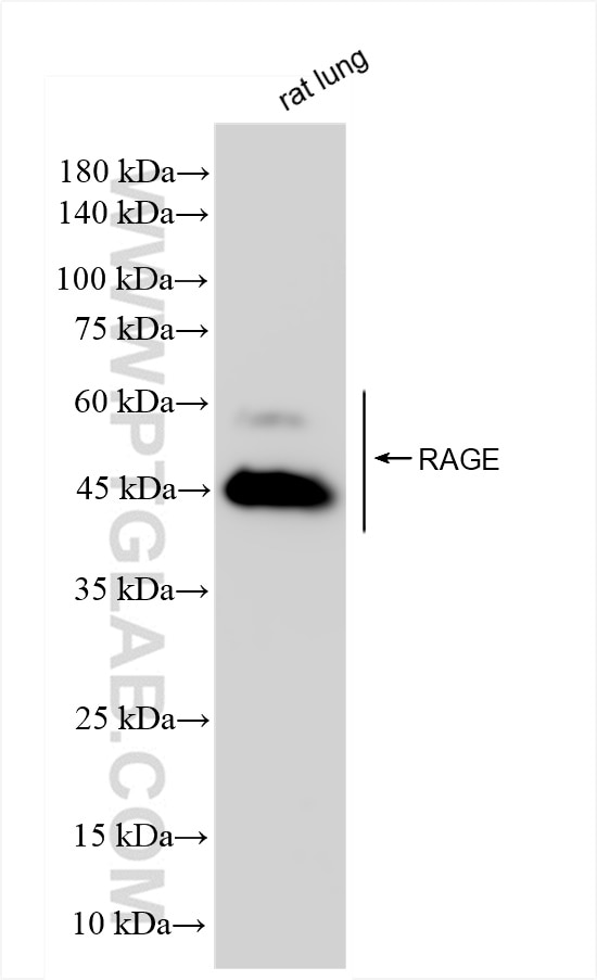 Western Blot (WB) analysis of rat lung tissue using AGER Recombinant antibody (83759-4-RR)