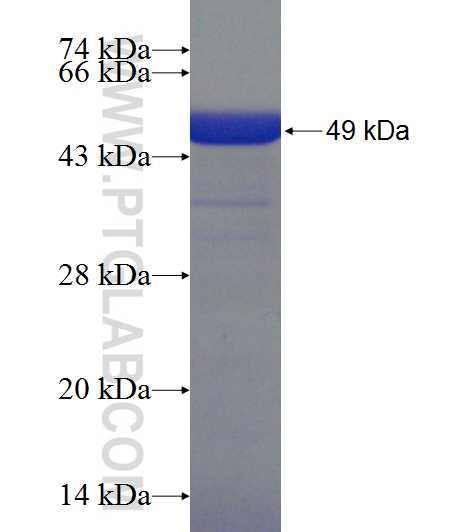 AGER fusion protein Ag9657 SDS-PAGE