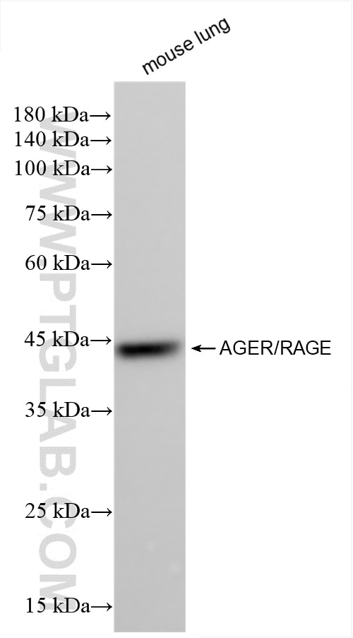 Western Blot (WB) analysis of mouse lung tissue using AGER/RAGE Recombinant antibody (85349-1-RR)