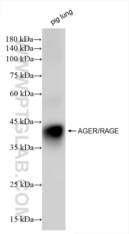 Western Blot (WB) analysis of pig lung tissue using AGER/RAGE Recombinant antibody (85349-1-RR)