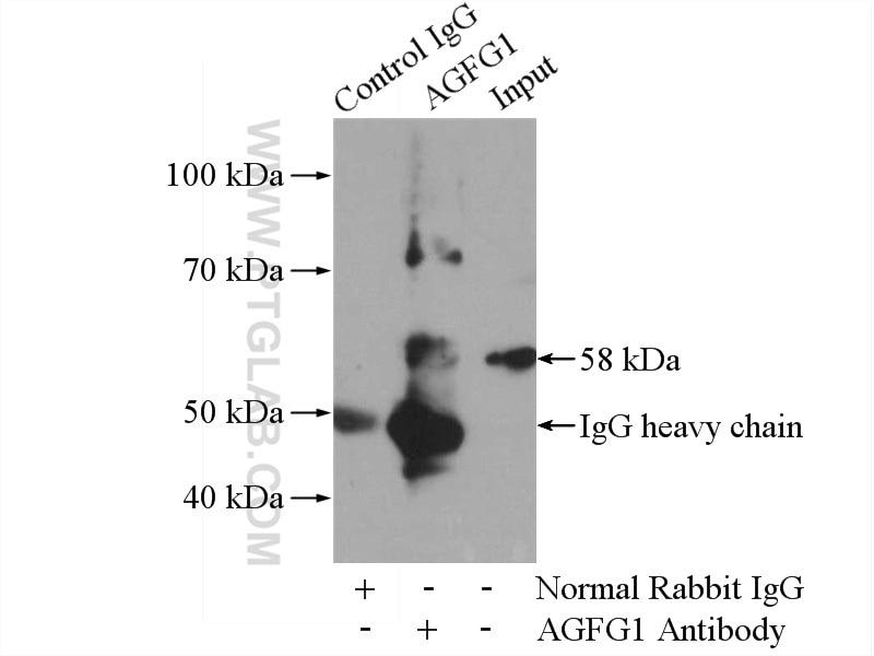 Immunoprecipitation (IP) experiment of mouse testis tissue using AGFG1 Polyclonal antibody (12670-1-AP)
