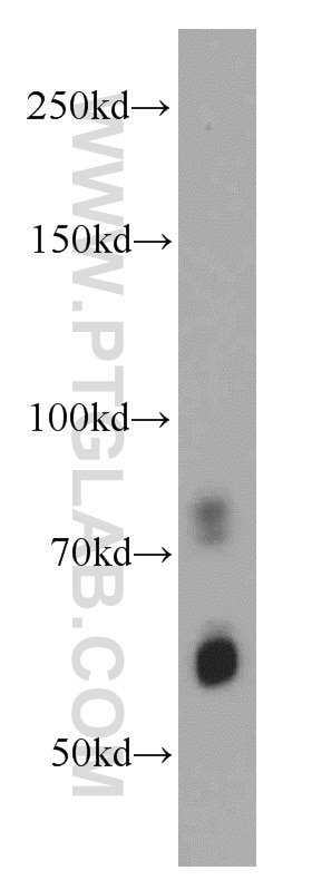 Western Blot (WB) analysis of HT-1080 cells using AGFG1 Polyclonal antibody (12670-1-AP)