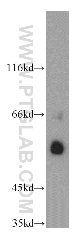 Western Blot (WB) analysis of HepG2 cells using AGFG1 Polyclonal antibody (12670-1-AP)