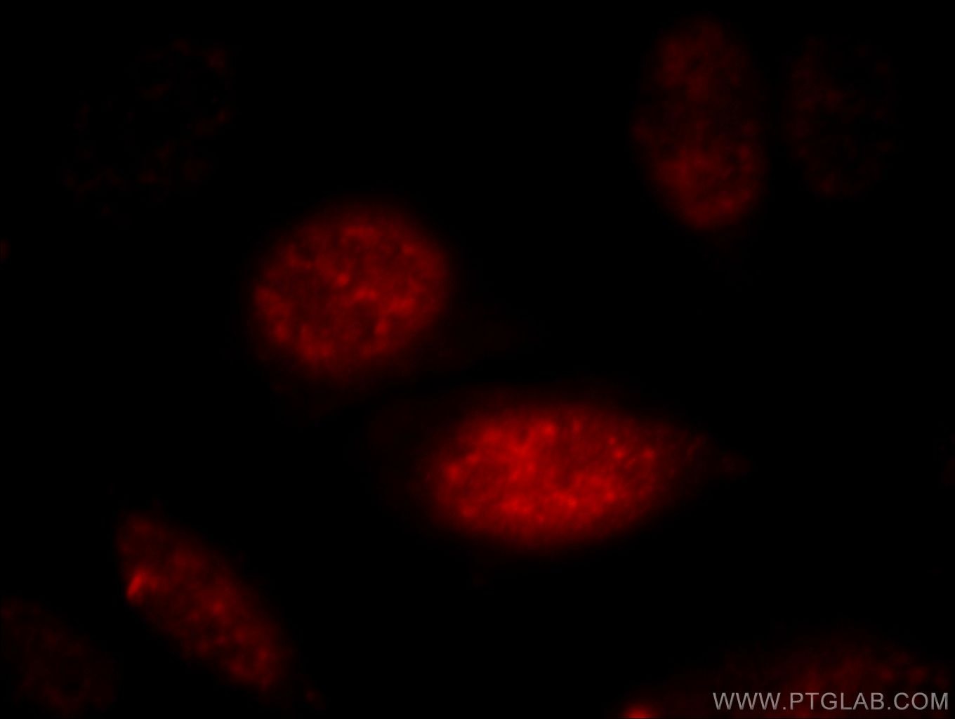 Immunofluorescence (IF) / fluorescent staining of HepG2 cells using AGFG2 Polyclonal antibody (11919-1-AP)