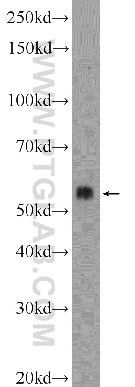 Western Blot (WB) analysis of K-562 cells using AGFG2 Polyclonal antibody (11919-1-AP)
